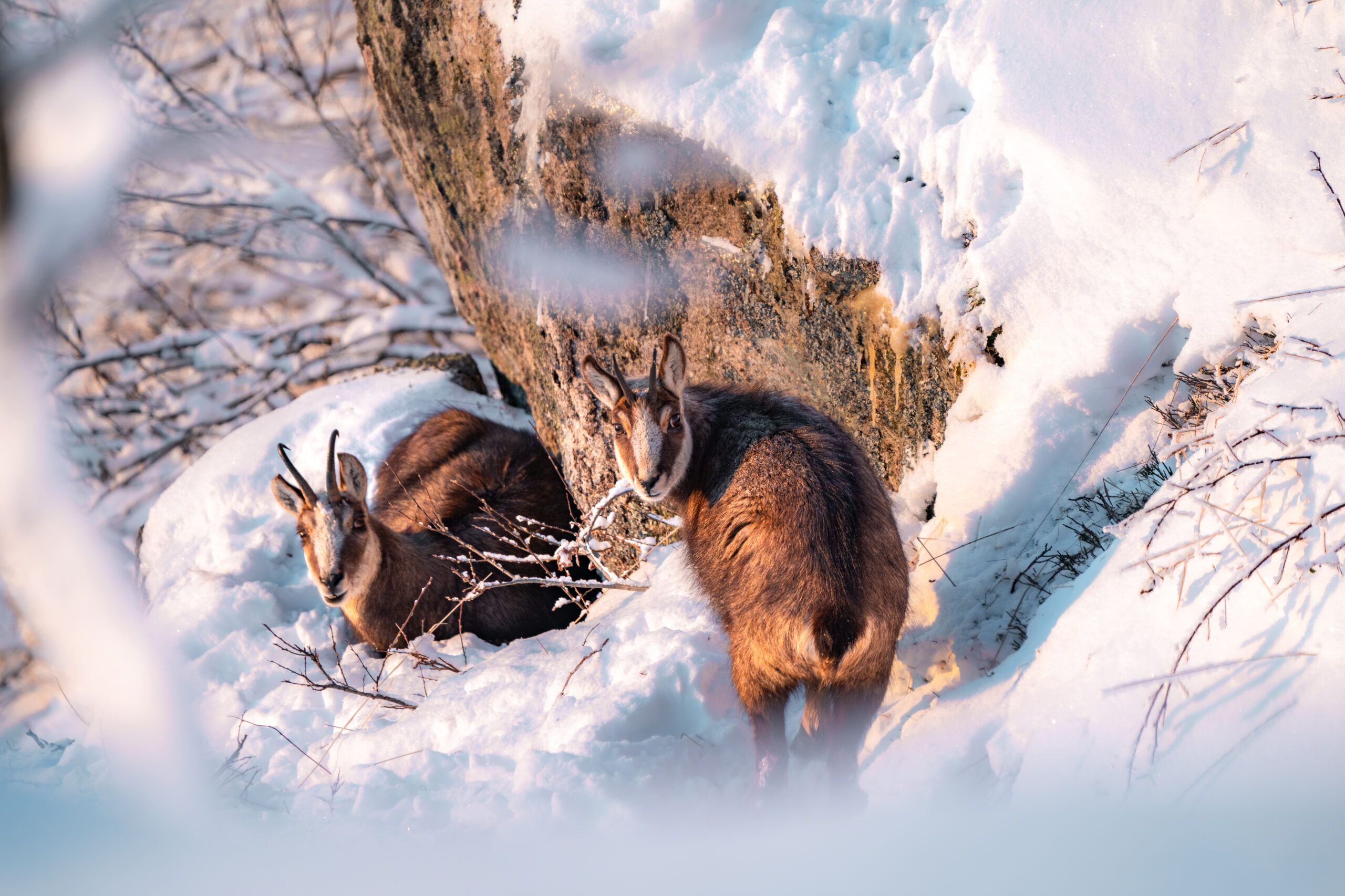 Chamois Lac Blanc - @entre2poles-06